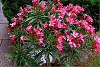 Fragrant August - Fig, Oleander and Medlar Fragrant August - Fig, Oleander and Medlar