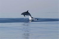 Bottlenose dolphins - island Losinj
Photo: tz-malilosinj.hr Bottlenose dolphins - island Losinj
Photo: tz-malilosinj.hr