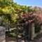 Island Lošinj - app Malin