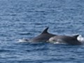 Bottlenose dolphins - island Losinj
Photo: tz-malilosinj.hr