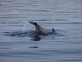 Dolphin watching Losinj