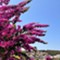 Island Lošinj - app Malin