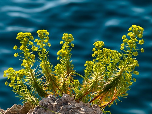 island Losinj