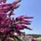 Island Lošinj - app Malin