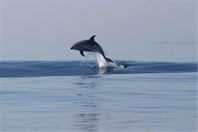 Bottlenose dolphins - island Losinj
Photo: tz-malilosinj.hr