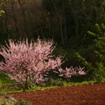 'Primavera a Sveti Petar'
Autor - Corrado Sferragatta
 Roma - Italia 